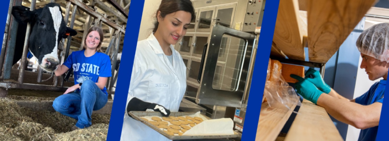 Collage image with students from the Dairy and Food Science programs. 1) Student kneeling next to a cow. 2) Student baking in a lab. 3) Student working in the Davis Dairy Plant.